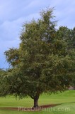 CFGhn04.jpg 97040