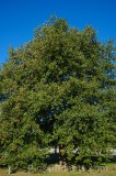 CFGhn09.jpg 97045