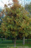CFGhn21.jpg 99079