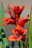 CFGhn66.jpg 99124