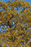 CFGhn96.jpg 99154