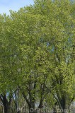CFGho07.jpg 99165