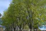 CFGho08.jpg 99166