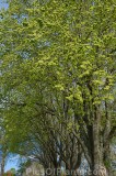 CFGho09.jpg 99167