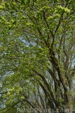 CFGho10.jpg 99168