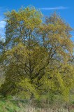 CFGho81.jpg 99239