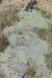 CFGhp16.jpg 99274