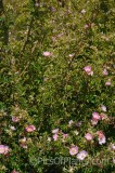 CFGhr68.jpg 99526