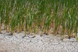 CFGhr83.jpg 99541