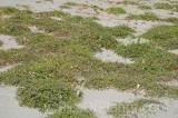 CFGht10.jpg 99668