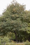 CFGj183.jpg 60008