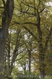 CFGj648.jpg 33378