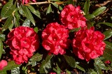 CFGk307.jpg 97438