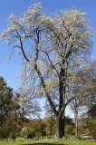 CFGk353.jpg 60612