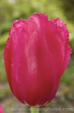 CFGk684.jpg 33555