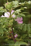 CFGk868.jpg 31534