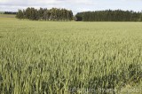CFGl178.jpg 64552