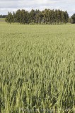 CFGl179.jpg 64553