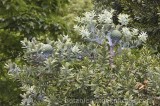 CFGl270.jpg 61069