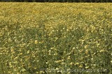 CFGl805.jpg 62286