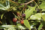 CFGl930.jpg 63091