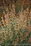 CFGm020.jpg 64026
