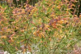 CFGm022.jpg 64016