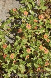 CFGm027.jpg 65697