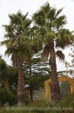 CFGm129.jpg 64983