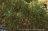 CFGm225.jpg 60960