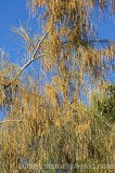 CFGm274.jpg 64182