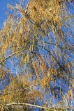 CFGm276.jpg 64184