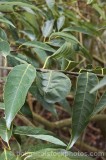 CFGm508.jpg 33459