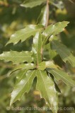 CFGm982.jpg 33461