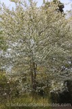 CFGm991.jpg 64228