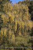 CFGn074.jpg 59997