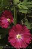 CFGp000.jpg 61049