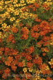 CFGp002.jpg 58576