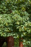 CFGp066.jpg 97676