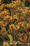 CFGp074.jpg 65755