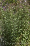 CFGp306.jpg 74520