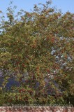 CFGp688.jpg 60069