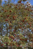 CFGp689.jpg 60070