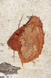 CFGp735.jpg 58739