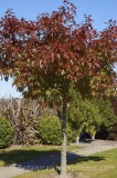 CFGp736.jpg 33363