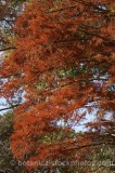 CFGp852.jpg 59198