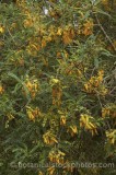 CFGp897.jpg 59980