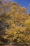 CFGp925.jpg 64840