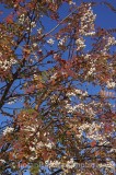 CFGp981.jpg 60063