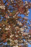 CFGp982.jpg 60064